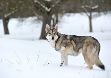 DSC_4747 Shaya