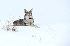 DSC_4782 Nisha