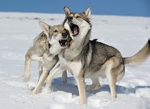 DSC_5691 *grrrr*