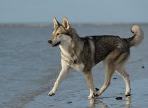 DSC_7152 Shaya