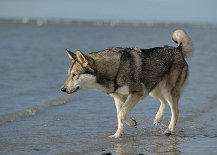DSC_7156 Shaya