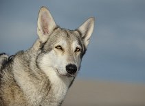 DSC_7182 Nisha