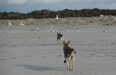 DSC_7192 gaaanz unauffällig den Vögeln nähern - ein Versuch ist es ja wert ;)
