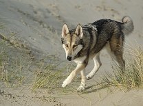 DSC_7469 Shaya