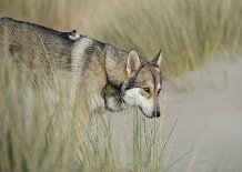 DSC_7482 Shaya