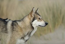 DSC_7484 Shaya