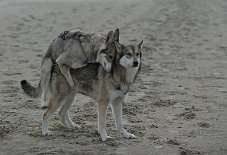 DSC_7529 Shaya und Timish sind gemeinsam in den Stehtagen...und naja, Timish ist eine kleine Nymphomanin *räusper*...