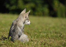 DSC_7545 Yasha