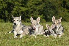 DSC_7550 Ein Gruppenphoto hinzukriegen war gar nicht so einfach, weil Yasha nicht viel Geduld dafür hatte...