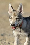 DSC_8206 Yasha