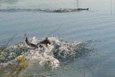 DSC_8255 Timish stürzt sich volle Karacho in die Fluten, um schnellstmöglichst an den Stock zu kommen!