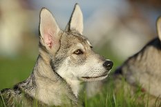 DSC_9844 Yasha
