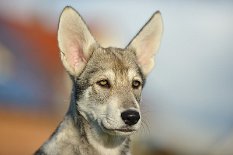 DSC_9851 Yasha