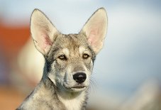 DSC_9857 Yasha