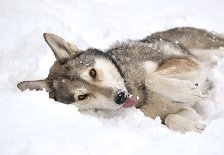 DSC_2537 Nisha findet den Schnee auch toll!