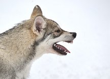 DSC_2544 Yasha