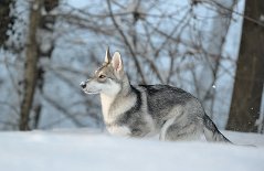DSC_4050 Yasha