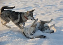 DSC_5573 ...und geht auf Kollisionskurs!