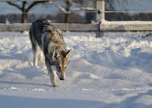 DSC_6326 Yasha