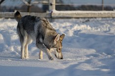 DSC_6327 Yasha