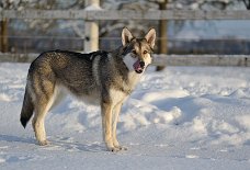 DSC_6338 Shaya