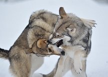 DSC_6725 Shaya und Yasha toben!