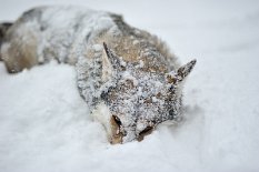 DSC_6809 Shaya unser Schneemonster ;)