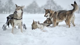 DSC_6869 unsere 4 Weiber
