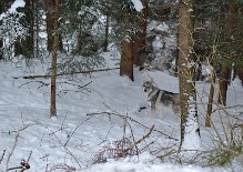 DSC_7032 Yasha im Wald