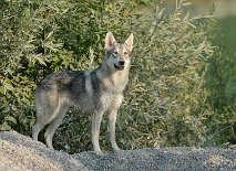 DSC_5452 Yasha
