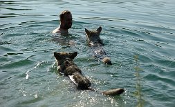 DSC_5954 zu Herrchen schwimmen