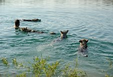 DSC_5968 alle 4 Weiber und Herrchen im Wasser