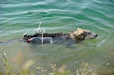 DSC_5992 Nisha's Schwimmflügel bestehen aus zwei leeren Kunststoffflaschen, die an einer Tragehilfe festgebunden sind :).