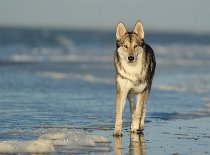 DSC_8434 Shaya