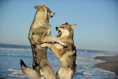 DSC_8457 Yasha und Shaya machen Action...:)