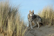 DSC_9227 Yasha