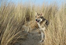 DSC_9234 Shaya