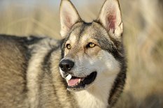 DSC_9268 Shaya