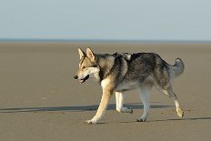DSC_9502 Shaya