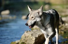DSC_0405 Yasha