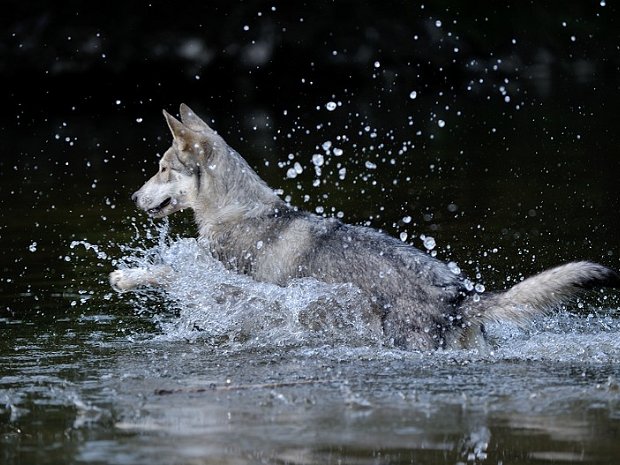 19-07-2014 An der Donau