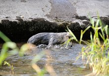DSC_1717 *lol* eine kleine Wasserratte namens Enya ;)