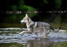 DSC_1728 Yasha liebt das Wasser