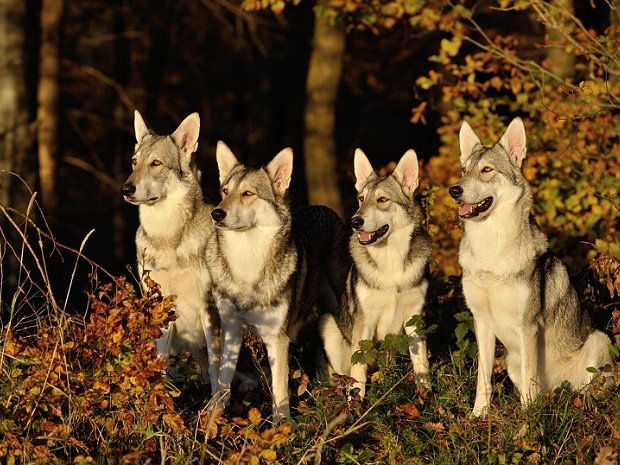 08-11-2014 Herbst