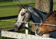DSC_5769 Zwei Pferde vom Nachbarn, unser Weg führt an der Koppel vorbei wo sich meist weit über 10 Pferde und Ponys tummeln.