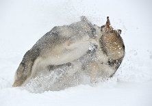 DSC_7443 toben im Schnee!