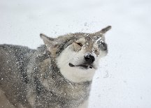 DSC_7453 Yasha