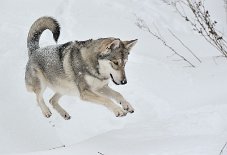 DSC_7518 Yasha