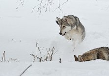 DSC_7540 Yasha
