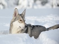 DSC_8693 Yasha